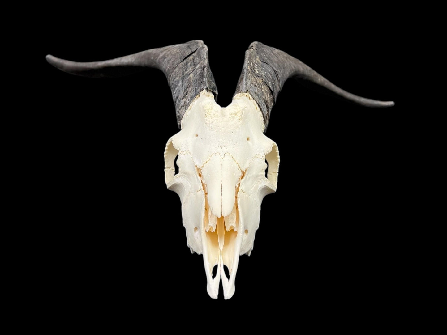 Real Goat Skull (Capra hircus) with long horns, professionally cleaned, huge animal skull, skull decor - Image 6