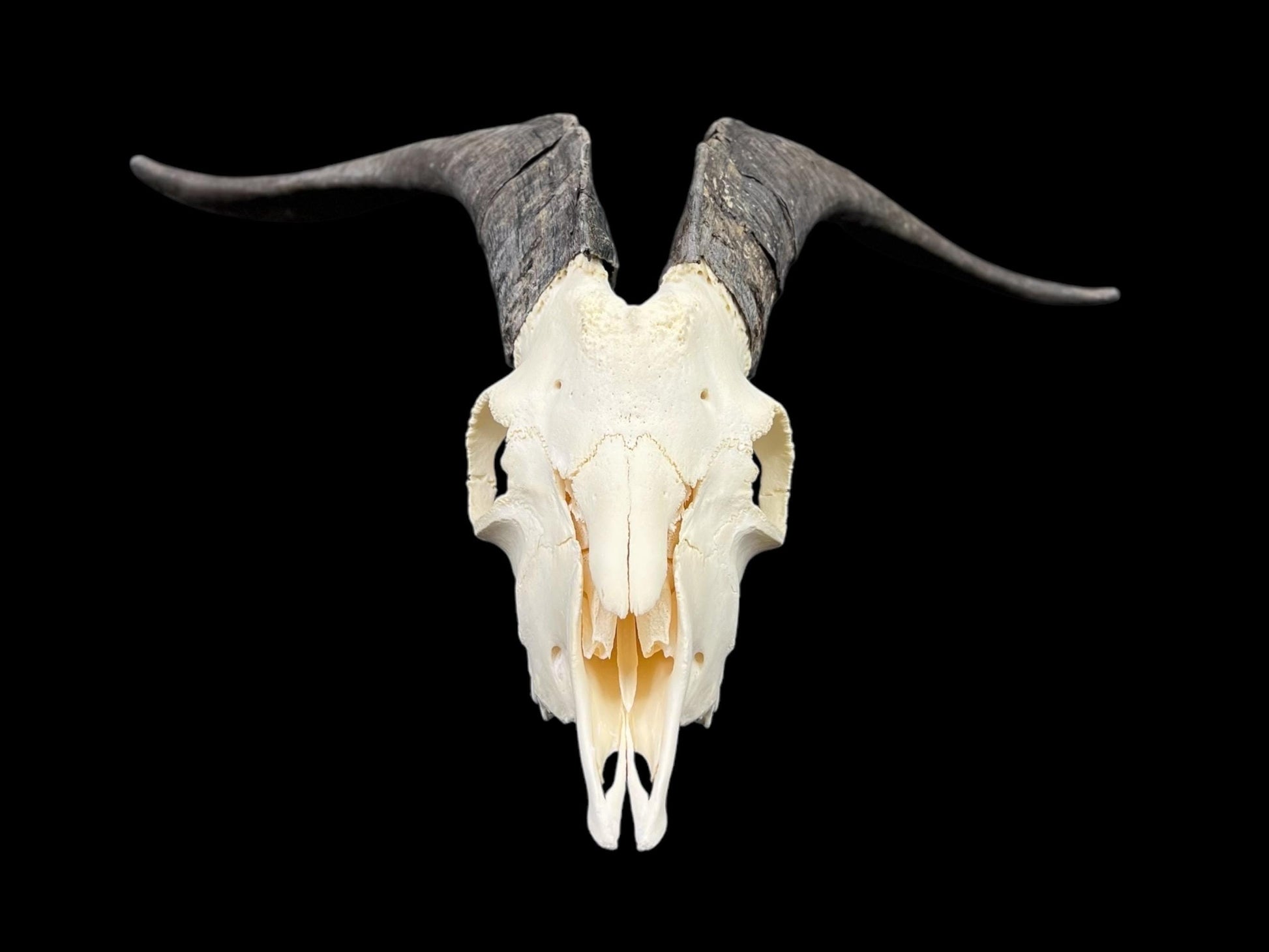Real Goat Skull (Capra hircus) with long horns, professionally cleaned, huge animal skull, skull decor - Image 6