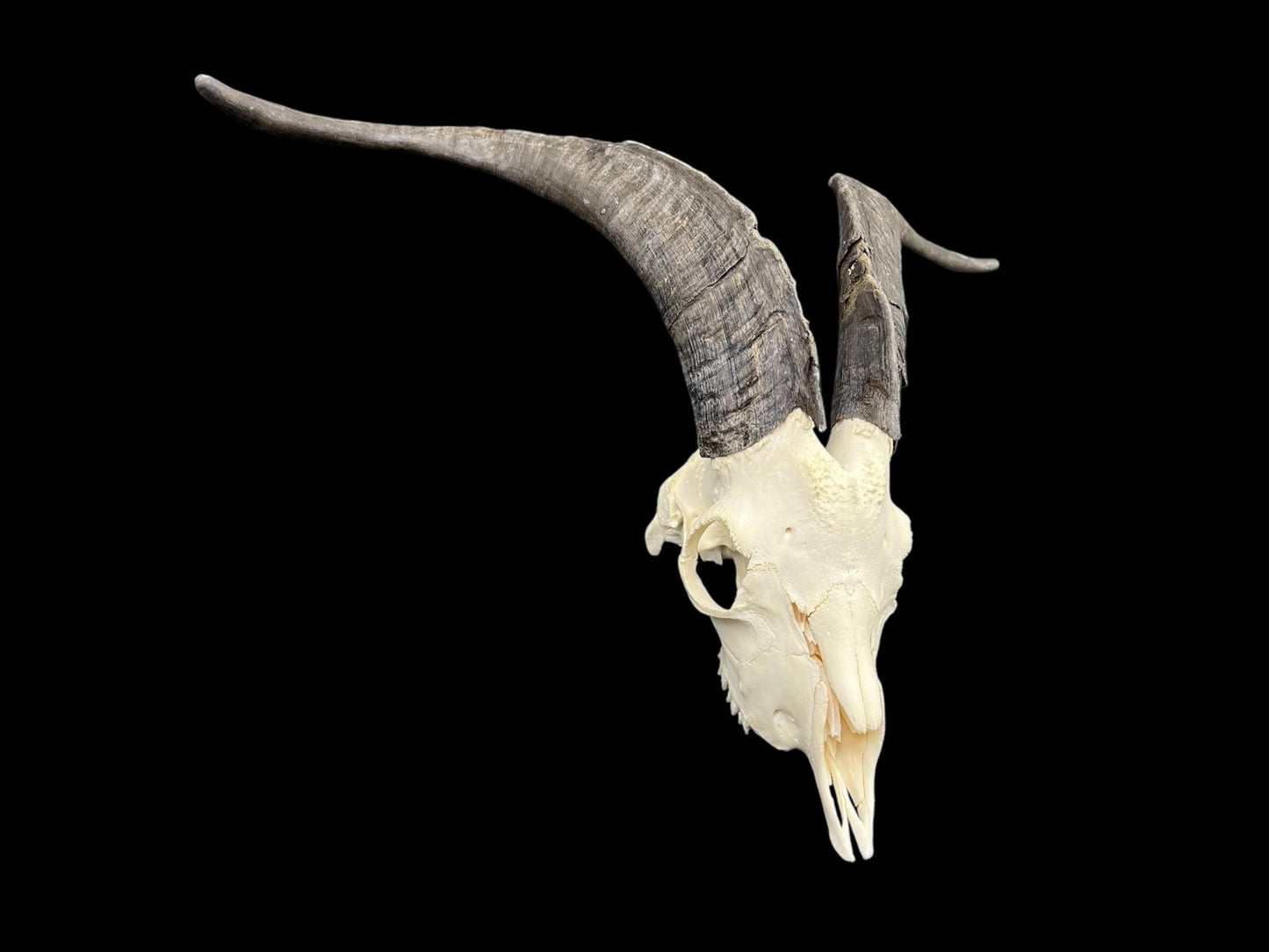 Real Goat Skull (Capra hircus) with long horns, professionally cleaned, huge animal skull, skull decor - Image 3