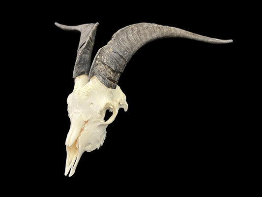 Real Goat Skull (Capra hircus) with long horns, professionally cleaned, huge animal skull, skull decor - Image 2