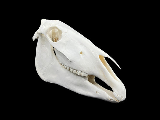 Real Horse skull (Equus caballus)