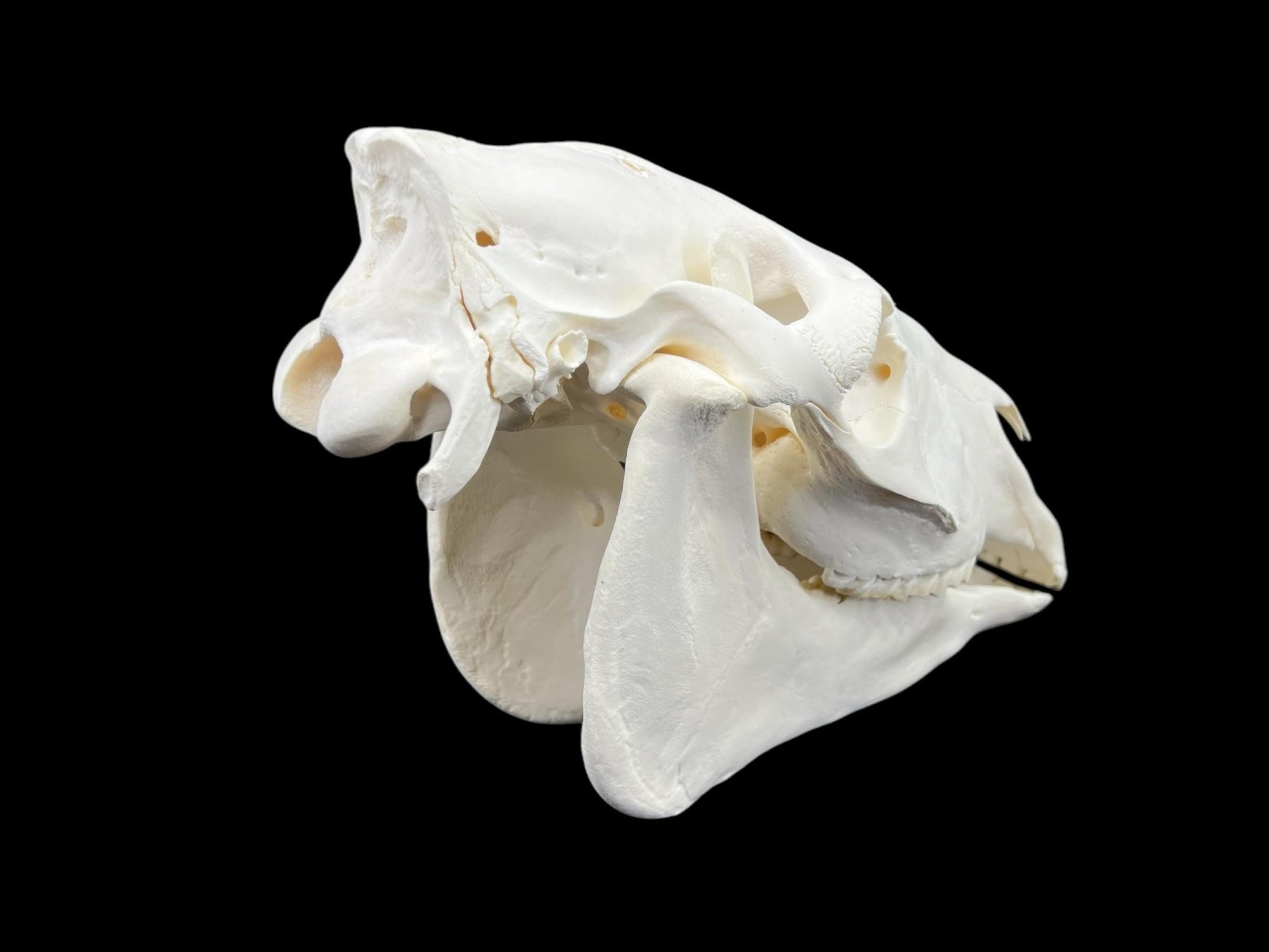 Real Horse skull (Equus caballus), degreased and whitened bone, anatomy skull, complete huge skull, skull decor - Image 9