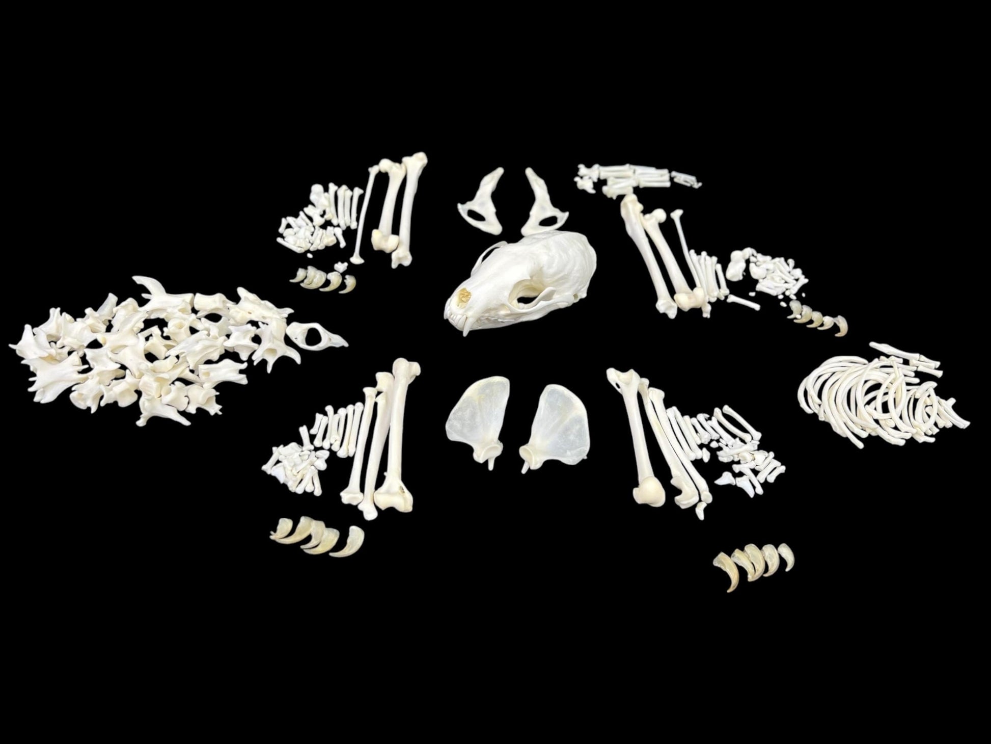 Real European Pine Marten (Martes martes) skeleton, predator, real animal bones, clean and white bones, anatomy study - Image 4
