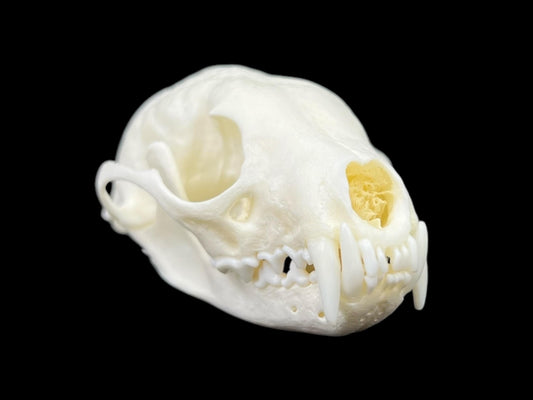 Real European Pine Marten (Martes martes) skeleton, predator, real animal bones, clean and white bones, anatomy study - Image 2