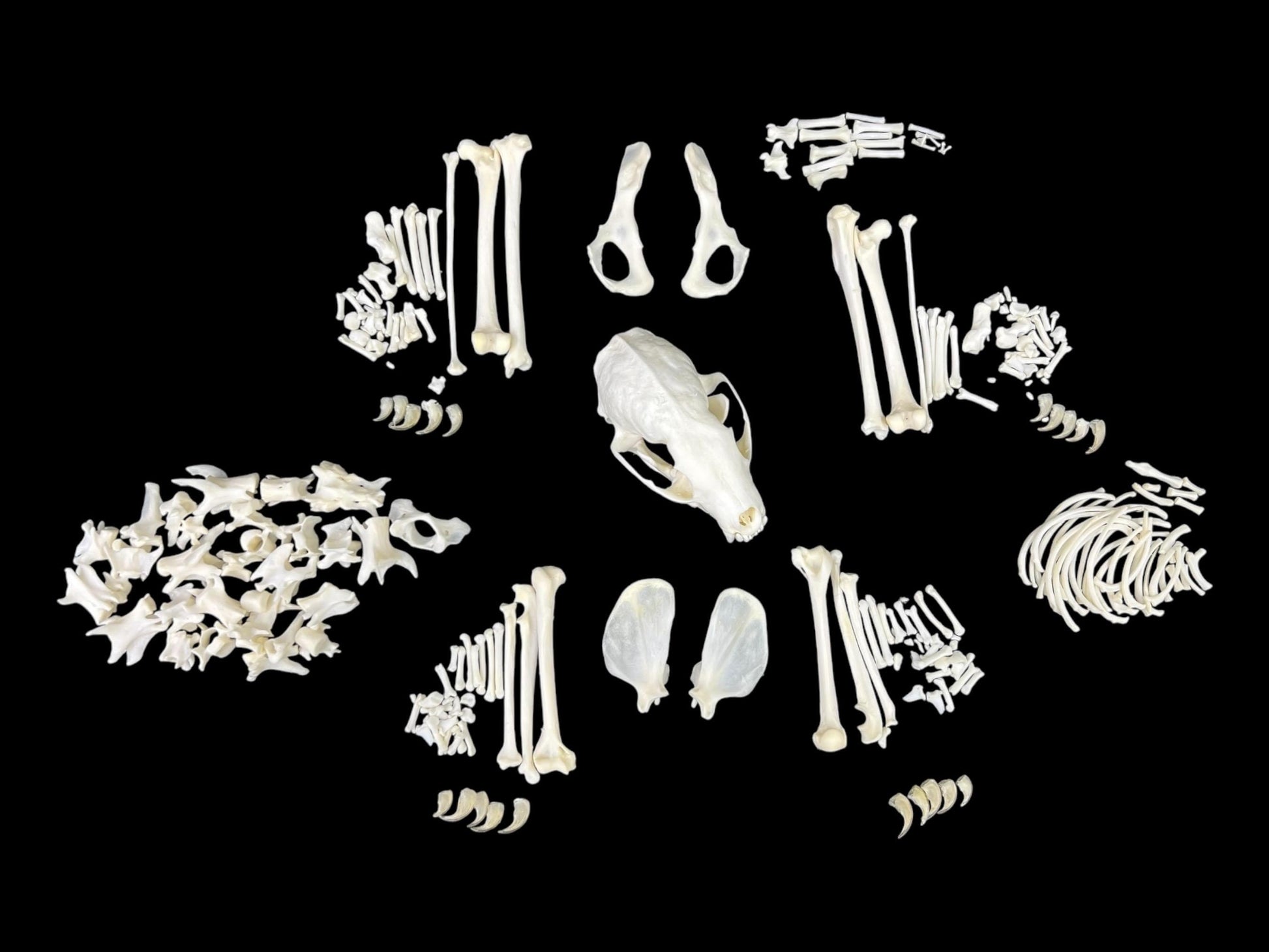 Real European Pine Marten (Martes martes) skeleton, predator, real animal bones, clean and white bones, anatomy study - Image 5