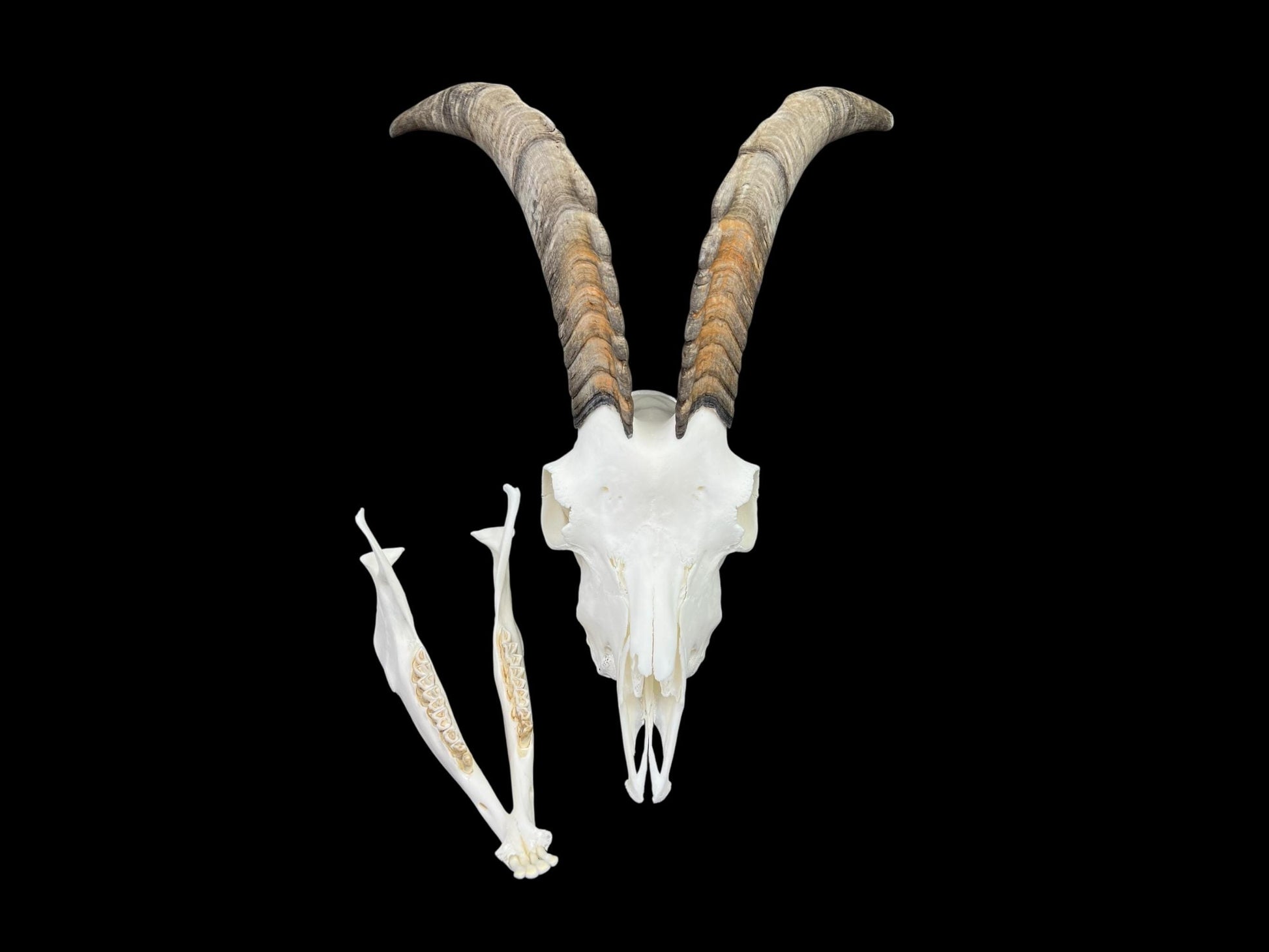 Real Goat Skull (Capra hircus) with jaw, professionally cleaned, huge animal skull, skull decor - Image 2