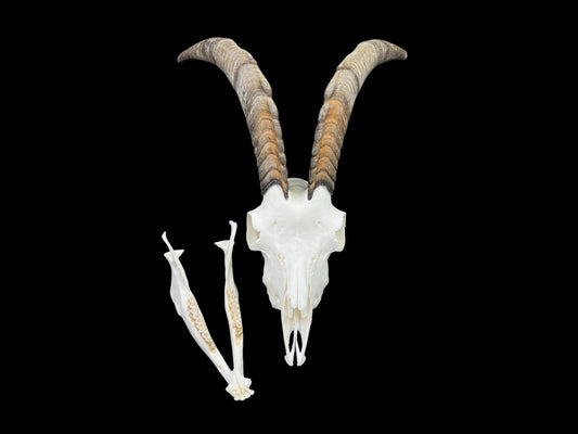 Real Goat Skull (Capra hircus) with jaw, professionally cleaned, huge animal skull, skull decor - Image 2
