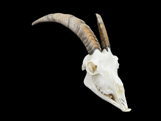 Real Goat Skull (Capra hircus)