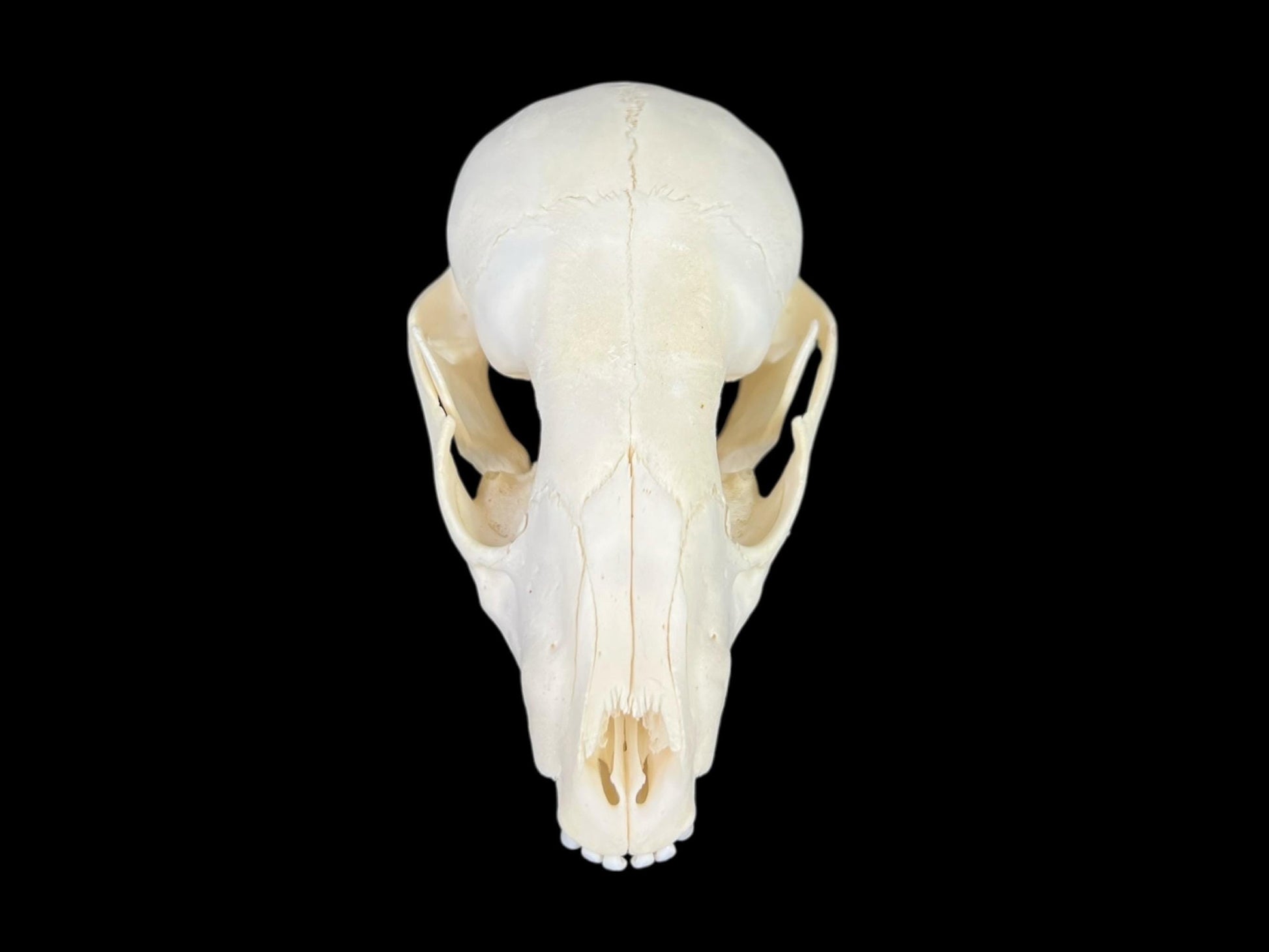 Real Juvenile Raccoon skull  (Procyon lotor), professional cleaned, degreased and bleached bone, real clean skull - Image 6