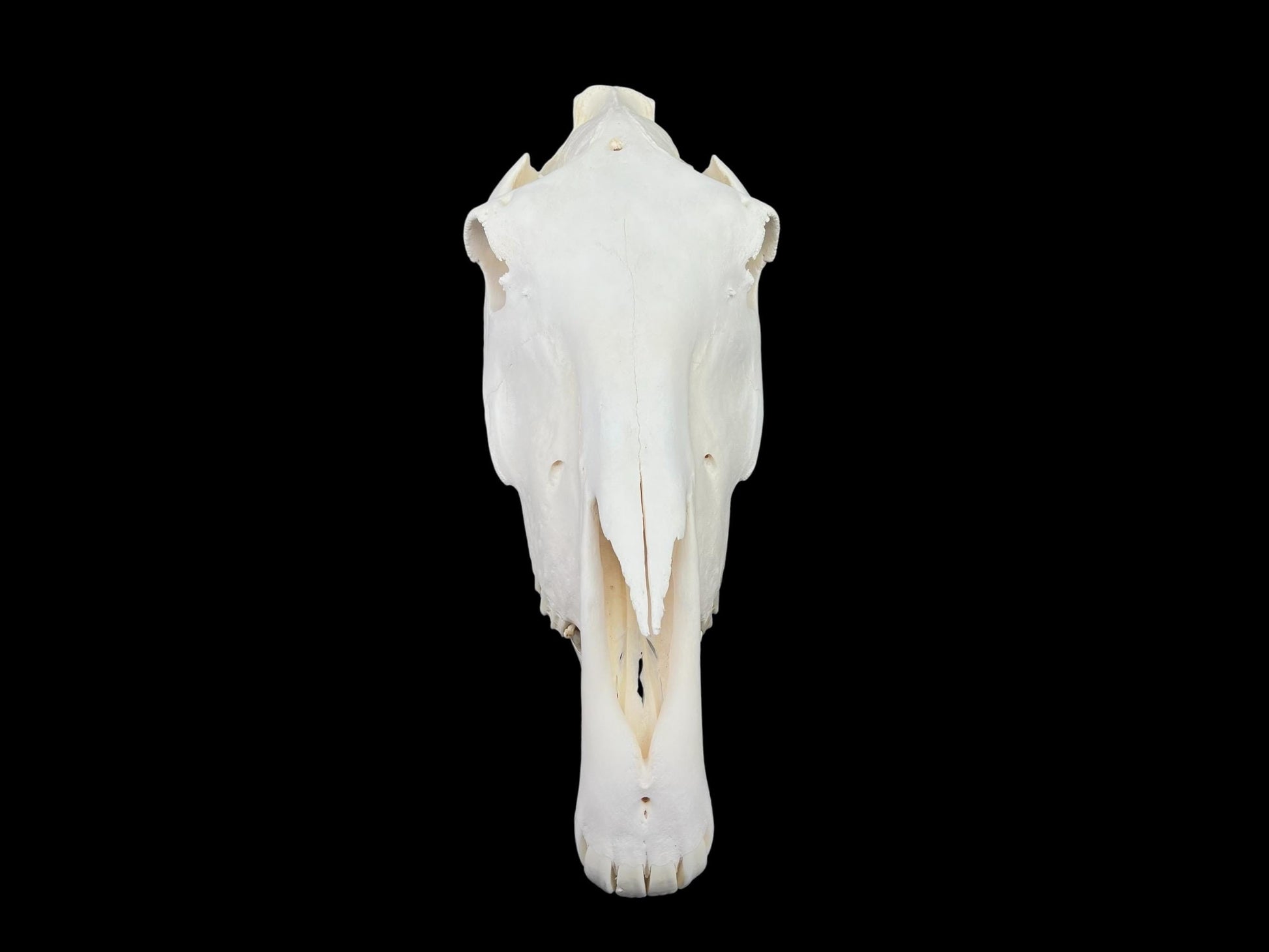 Real Huge Horse Skull (Equus caballus), degreased and whitened bone, anatomy skull, veterinary, complete huge skull, skull decor - Image 3