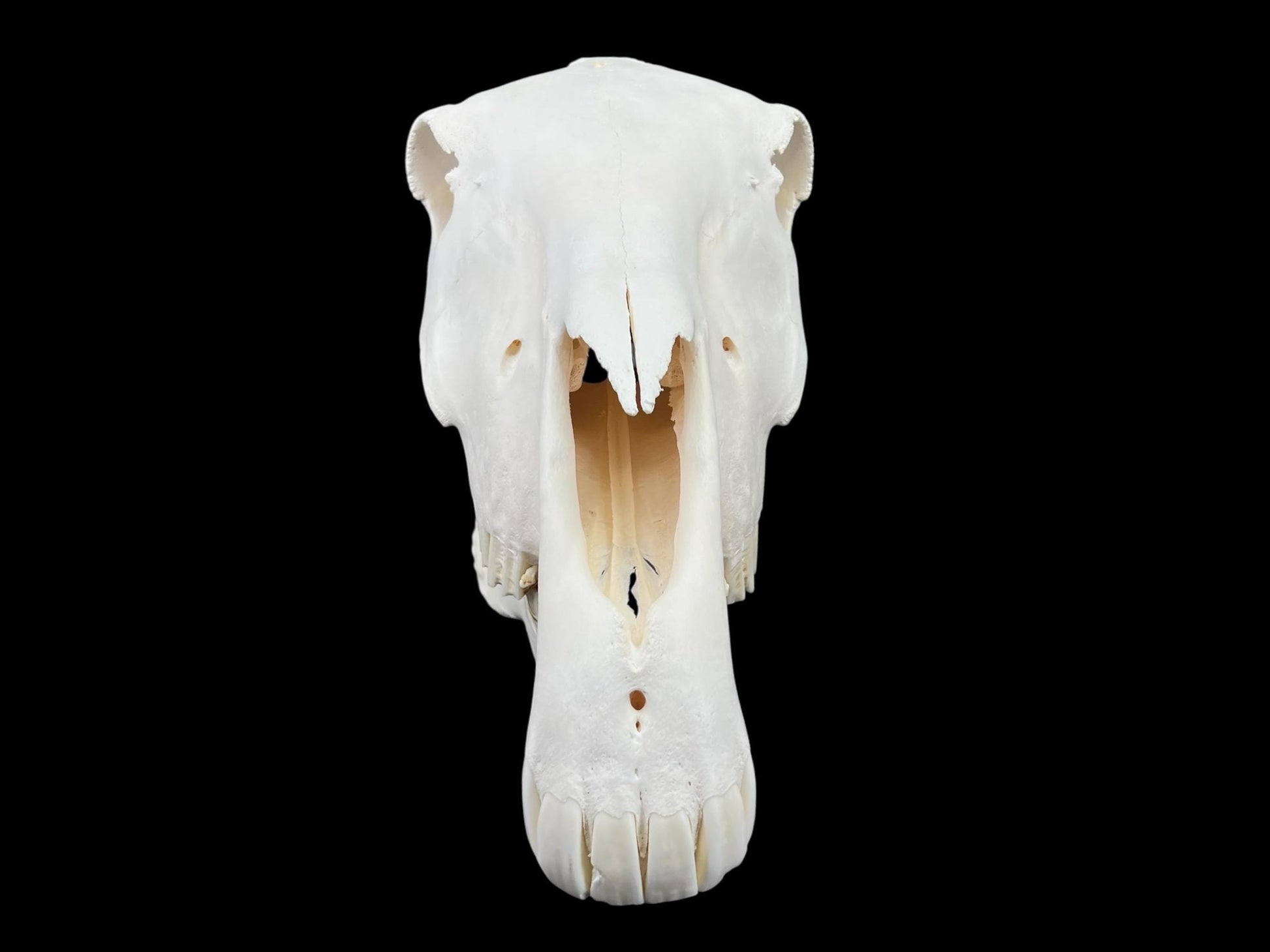 Real Huge Horse Skull (Equus caballus), degreased and whitened bone, anatomy skull, veterinary, complete huge skull, skull decor - Image 7