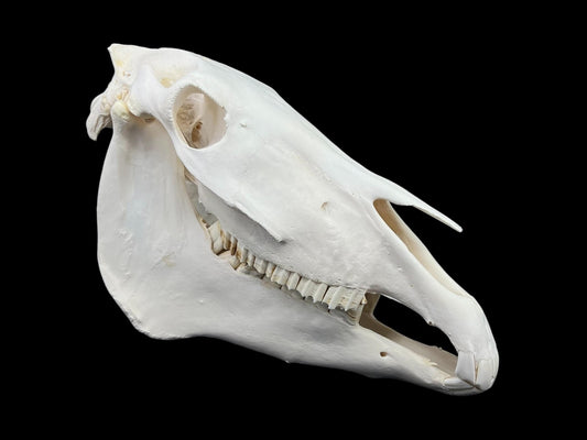 Real Huge Horse Skull (Equus caballus)