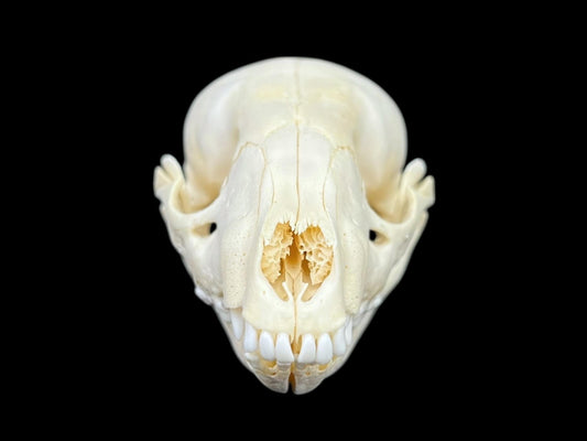 Real Juvenile Raccoon skull  (Procyon lotor), professional cleaned, degreased and bleached bone, real clean skull - Image 2
