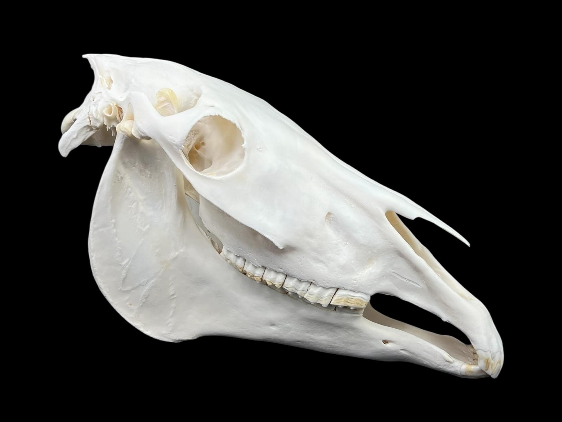 Real Horse Skull (Equus caballus), whitened bone, anatomy skull, complete huge skull, skull decor - Image 2