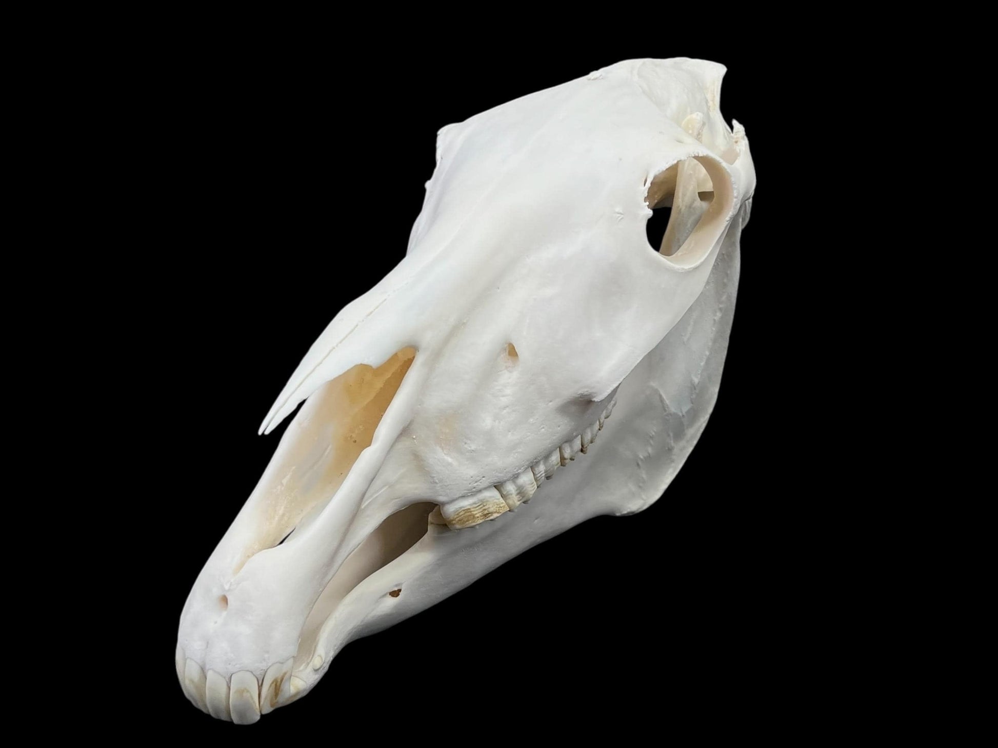 Real Horse Skull (Equus caballus), whitened bone, anatomy skull, complete huge skull, skull decor - Image 4