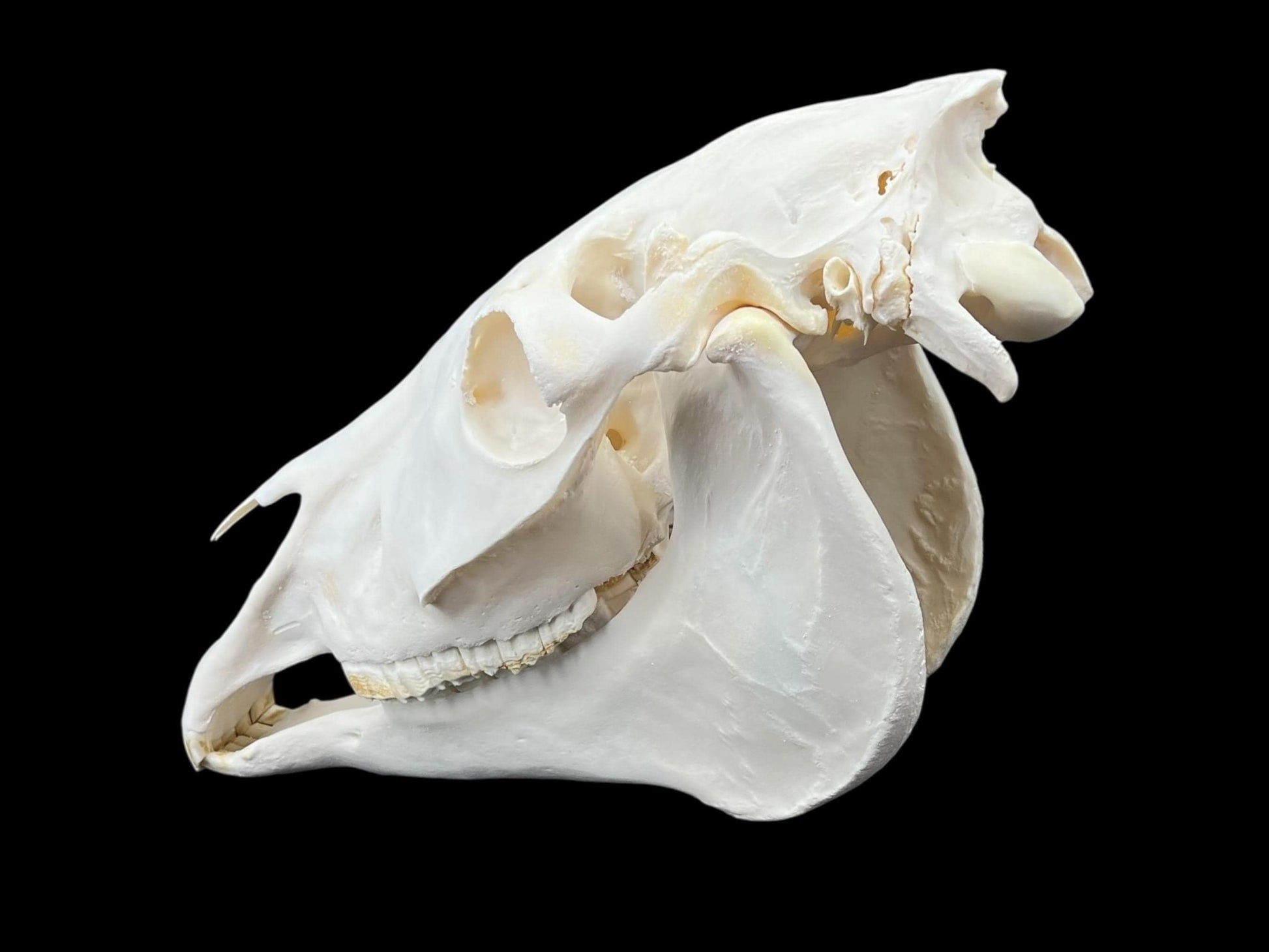 Real Horse Skull (Equus caballus), whitened bone, anatomy skull, complete huge skull, skull decor - Image 8