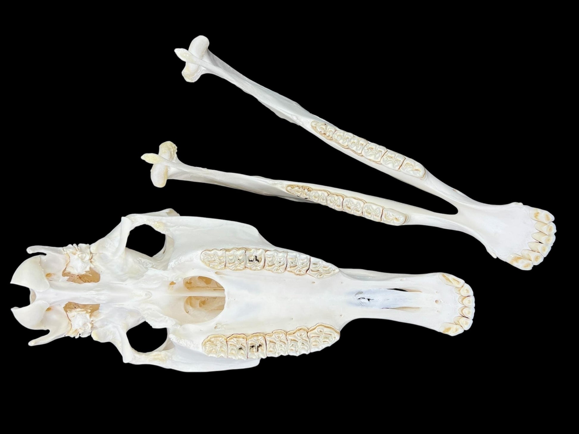 Real Horse Skull (Equus caballus), whitened bone, anatomy skull, complete huge skull, skull decor - Image 7
