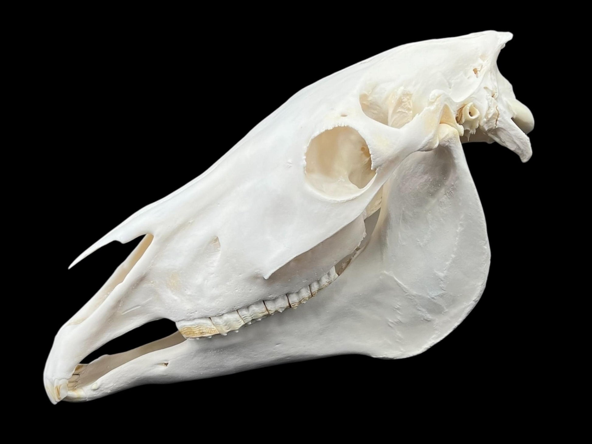 Real Horse Skull (Equus caballus), whitened bone, anatomy skull, complete huge skull, skull decor - Image 3