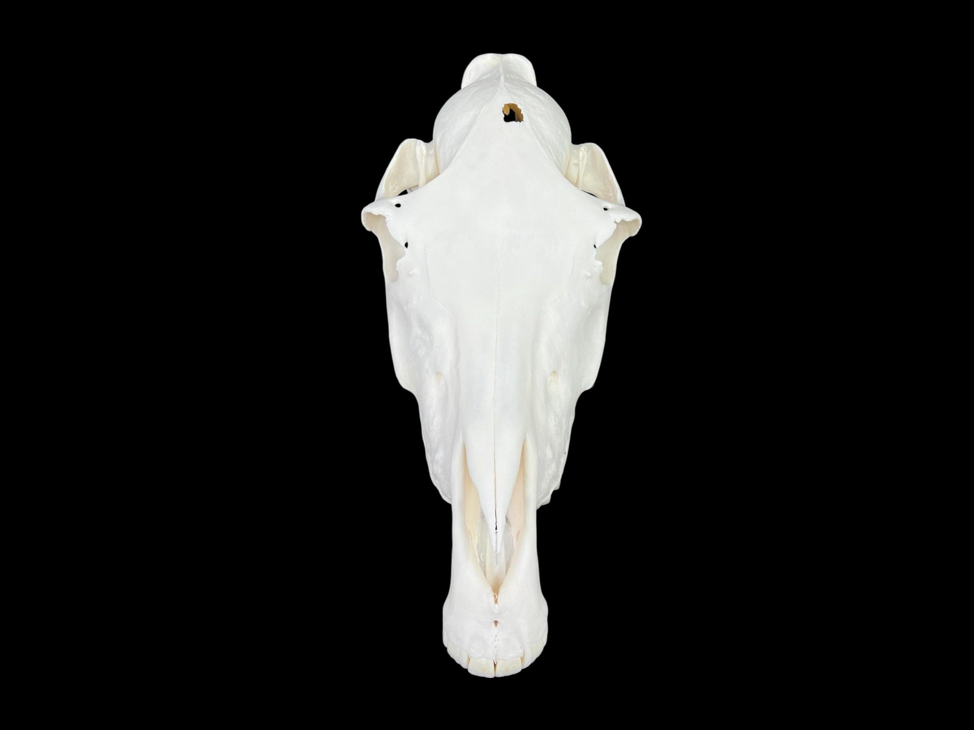 Natural domestic Pony skull (Equus caballus), degreased and whitened bone, anatomy horse skull, complete skull decor - Image 7