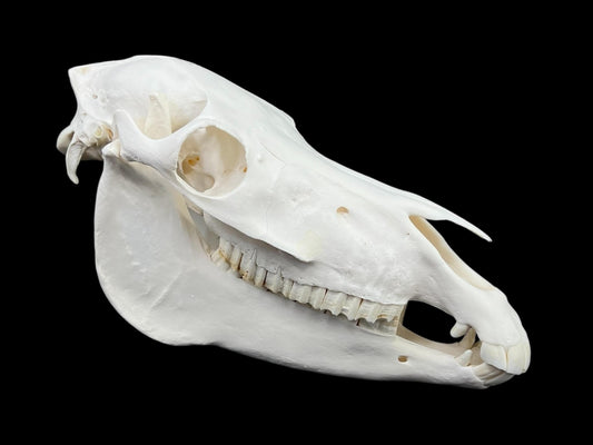 Natural domestic Pony skull (Equus caballus)