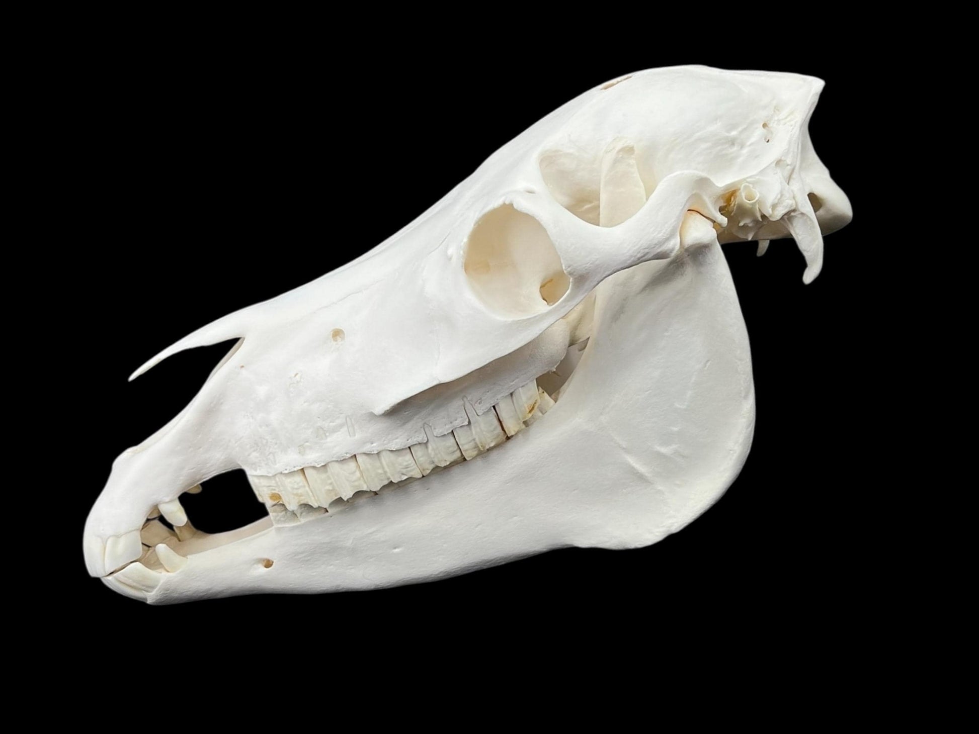 Natural domestic Pony skull (Equus caballus), degreased and whitened bone, anatomy horse skull, complete skull decor - Image 5