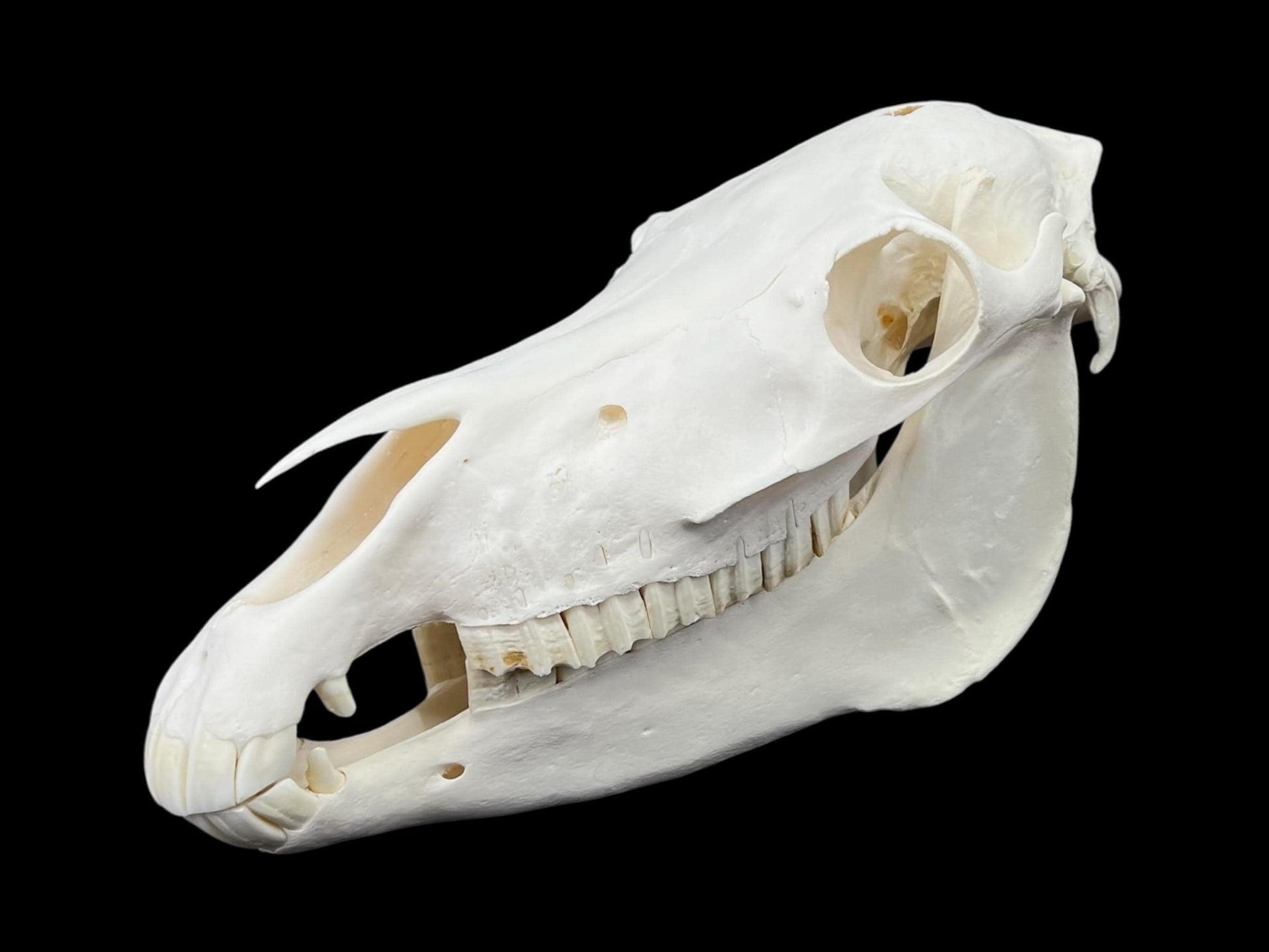 Natural domestic Pony skull (Equus caballus), degreased and whitened bone, anatomy horse skull, complete skull decor - Image 4