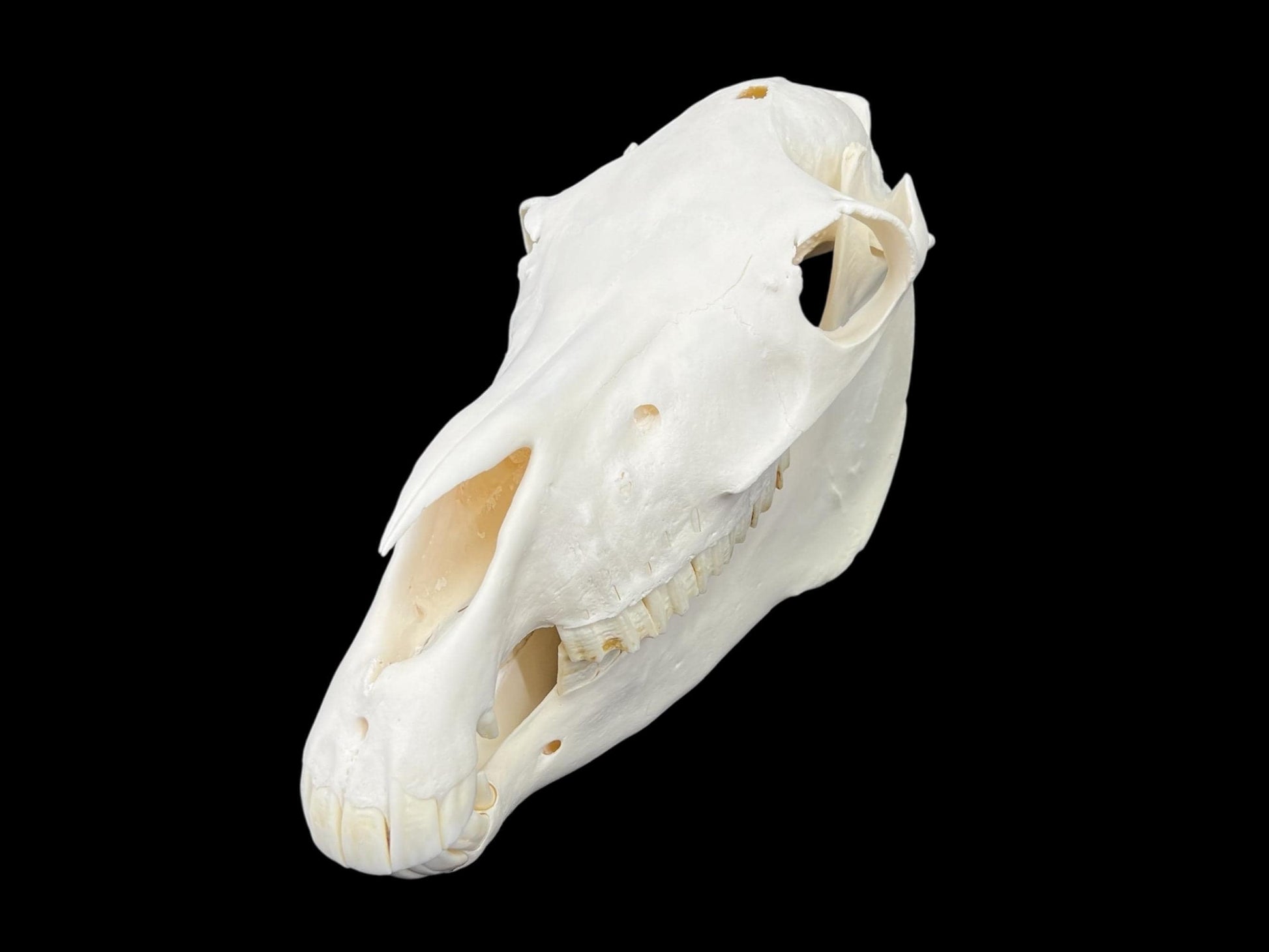 Natural domestic Pony skull (Equus caballus), degreased and whitened bone, anatomy horse skull, complete skull decor - Image 6