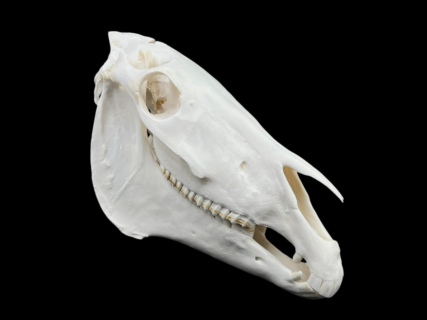 Real Huge Horse Skull with fangs (Equus caballus)