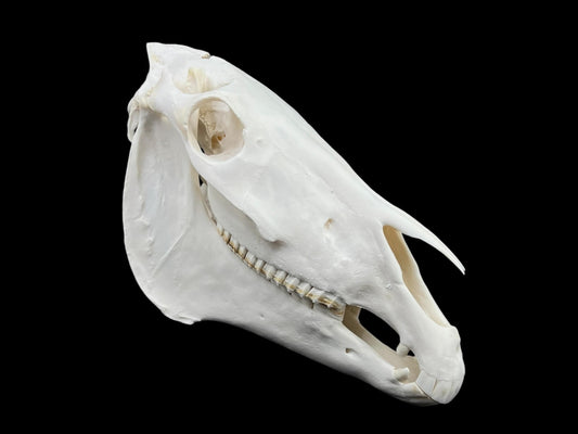 Real Huge Horse Skull with fangs (Equus caballus)