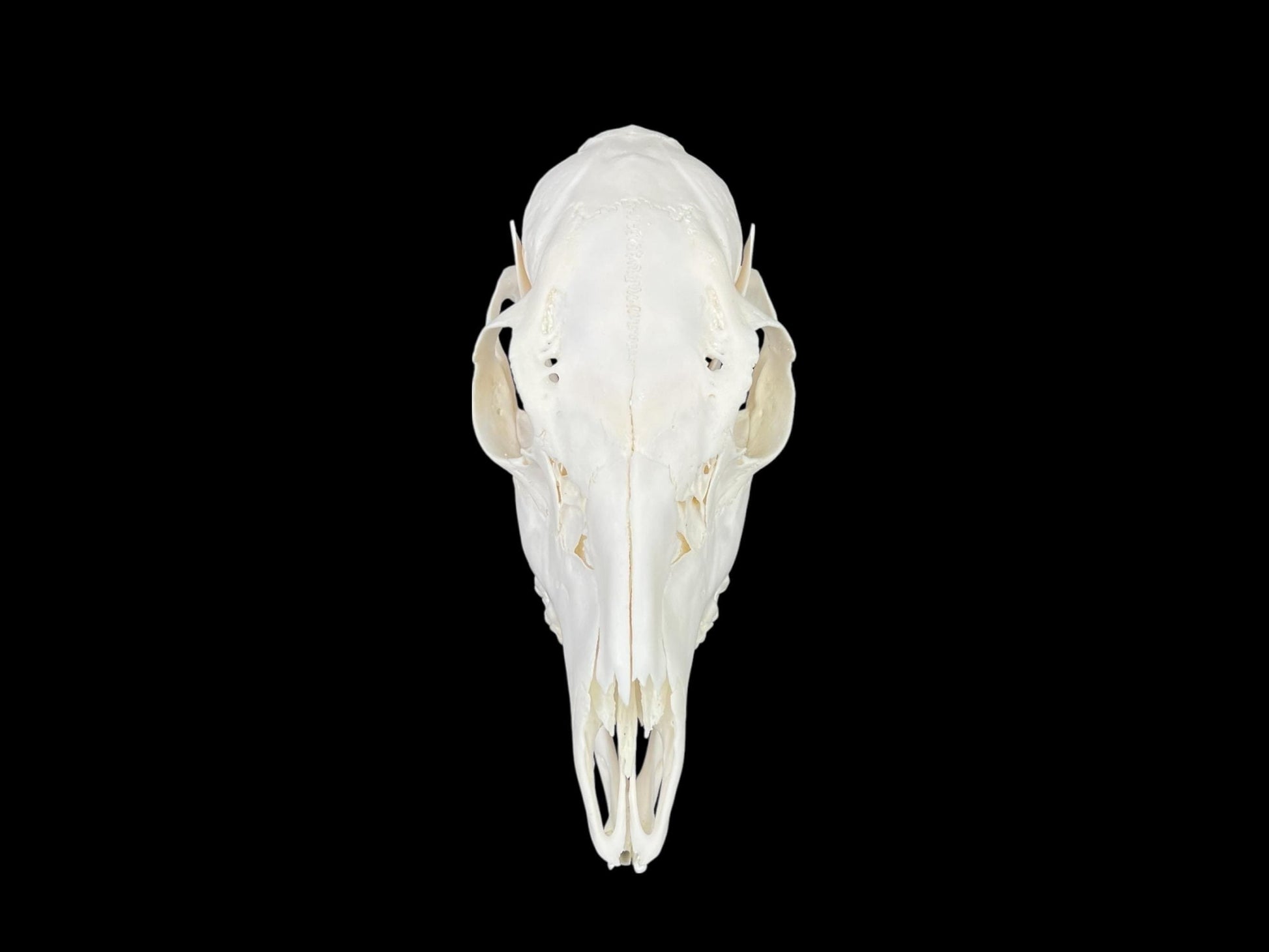 Real Roe deer skull, female roe (Capreolus), clean skull, white animal bones, animal skull - Image 6