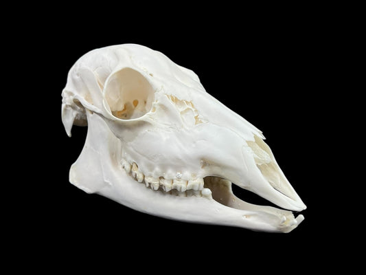 Real Roe deer skull, female roe (Capreolus)
