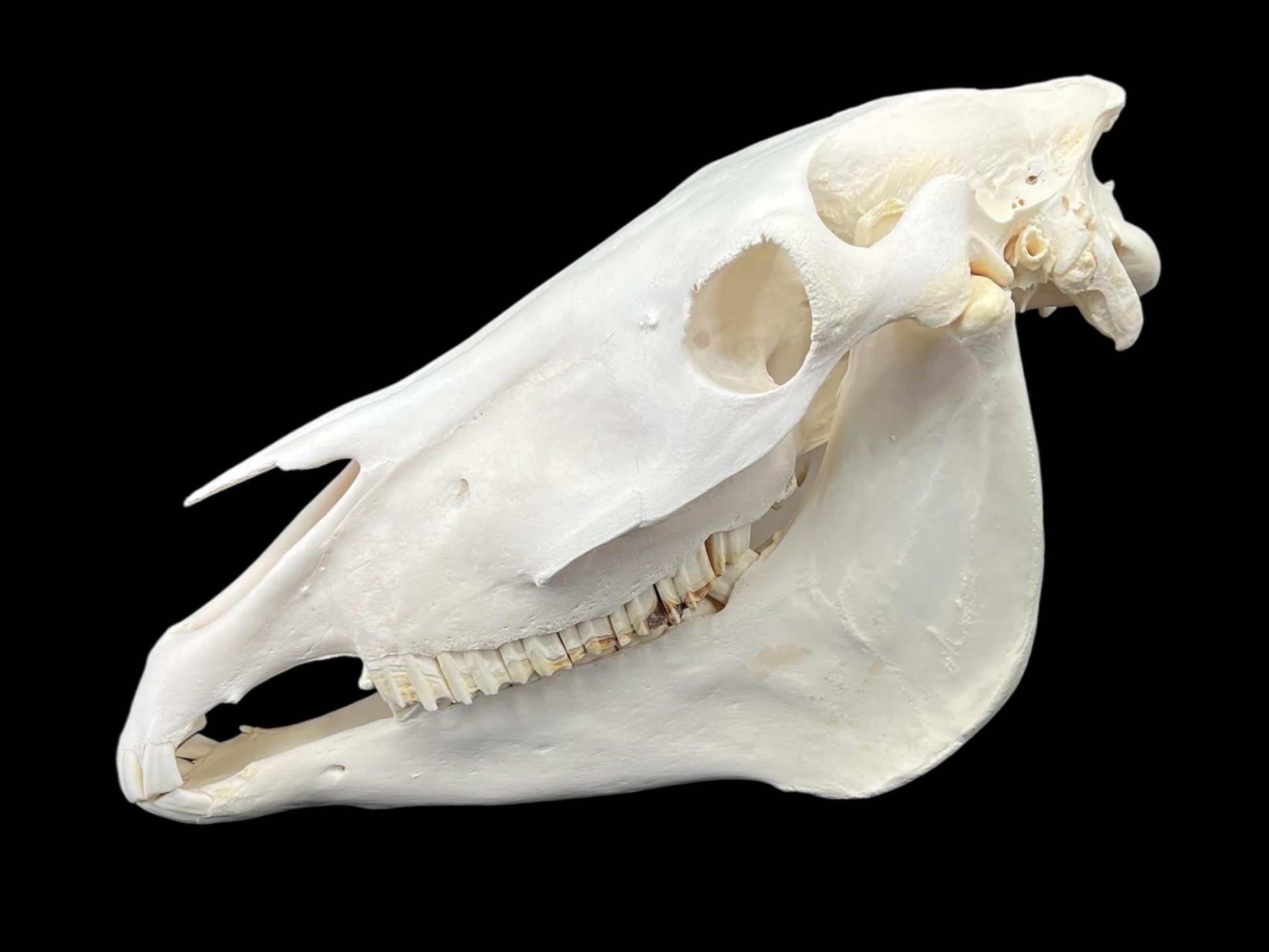 Real Huge Horse Skull (Equus caballus), degreased and whitened bone, anatomy skull, veterinary, complete huge skull, skull decor - Image 5
