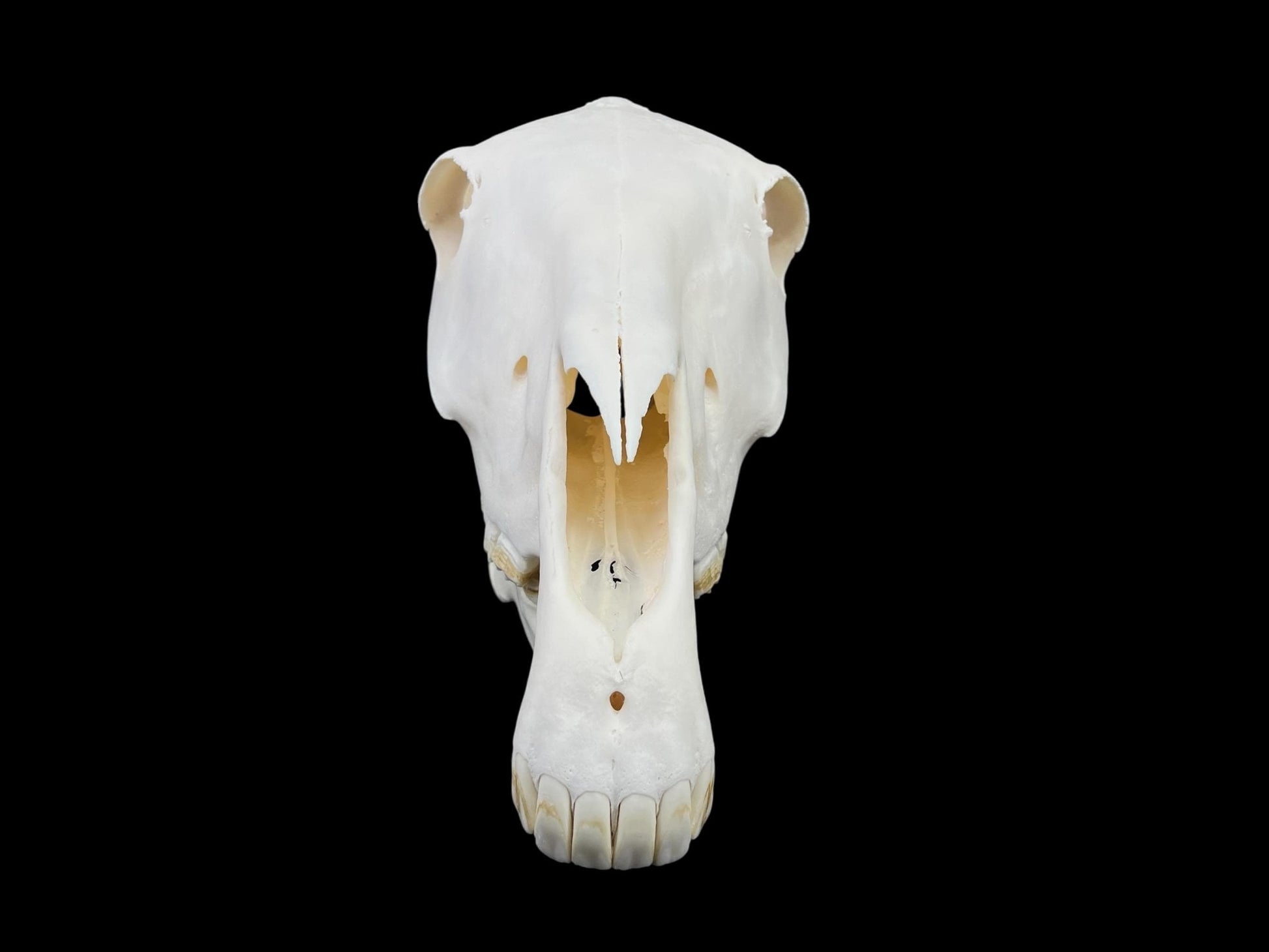 Real Horse Skull (Equus caballus), whitened bone, anatomy skull, complete huge skull, skull decor - Image 5