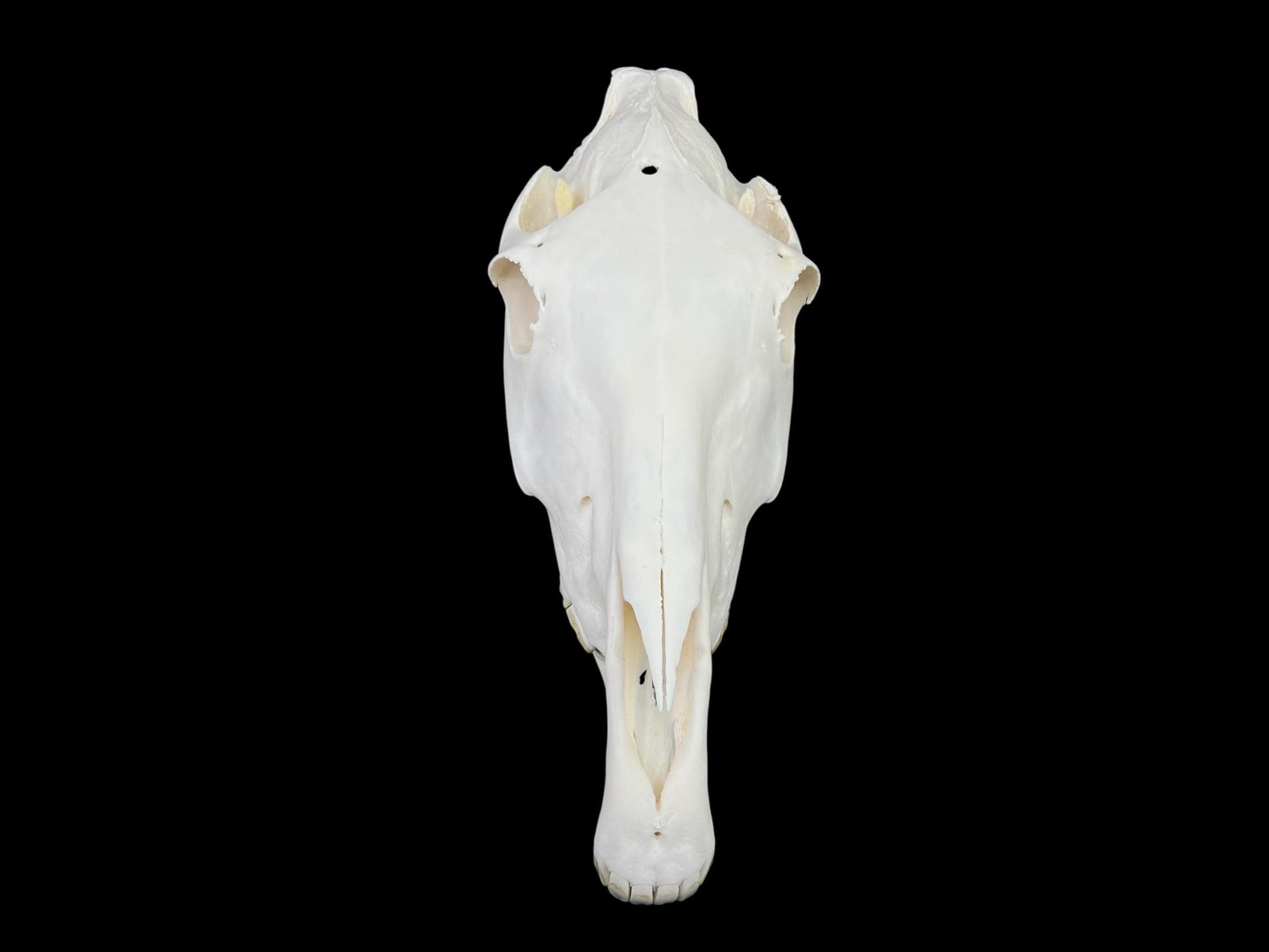 Real Horse Skull (Equus caballus), whitened bone, anatomy skull, complete huge skull, skull decor - Image 6
