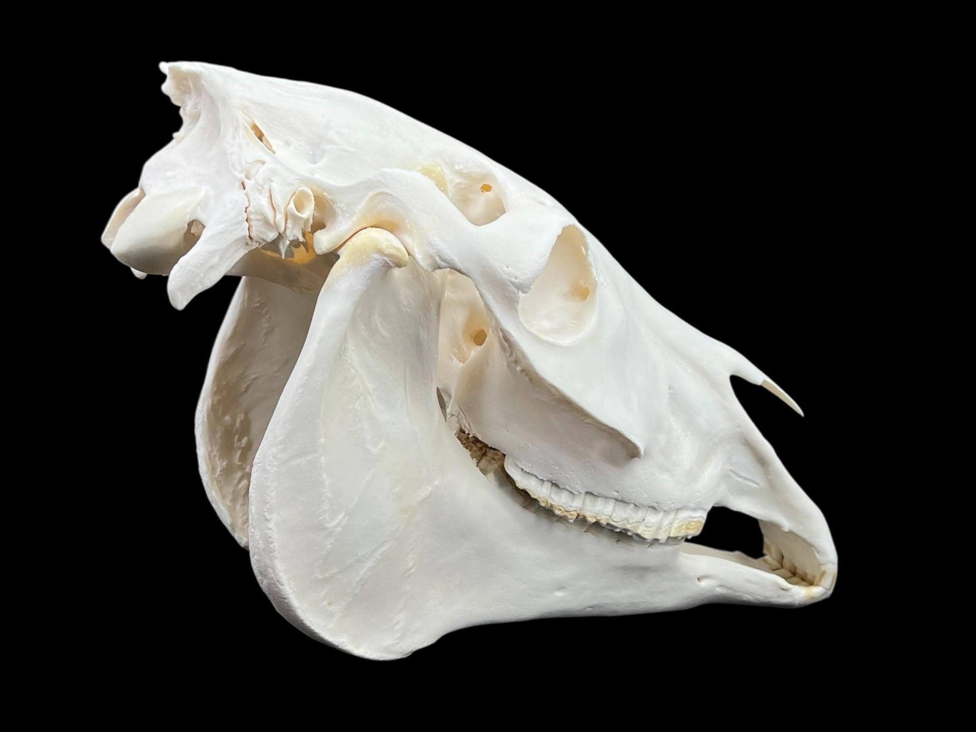 Real Horse Skull (Equus caballus), whitened bone, anatomy skull, complete huge skull, skull decor - Image 9
