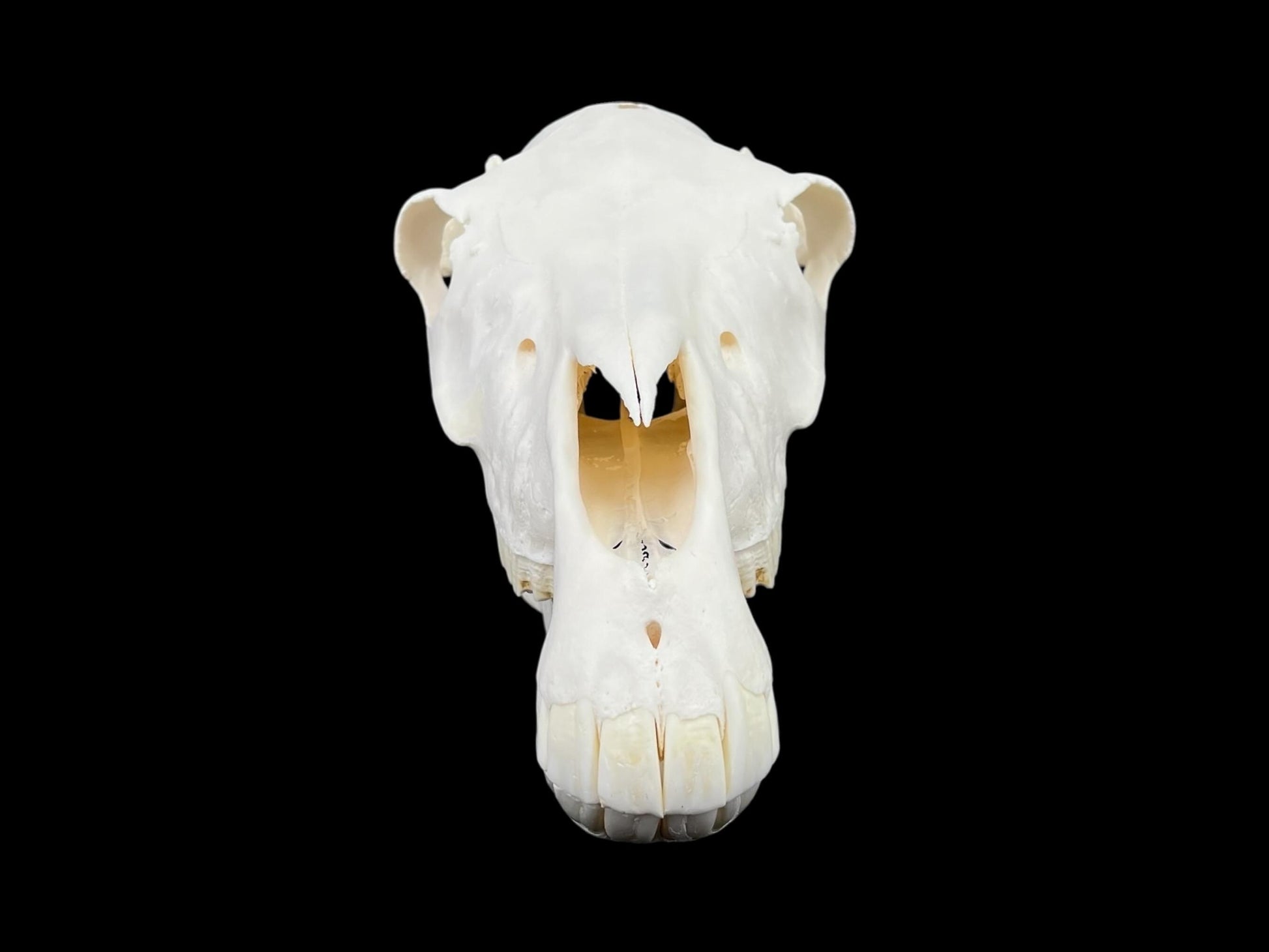Natural domestic Pony skull (Equus caballus), degreased and whitened bone, anatomy horse skull, complete skull decor - Image 3