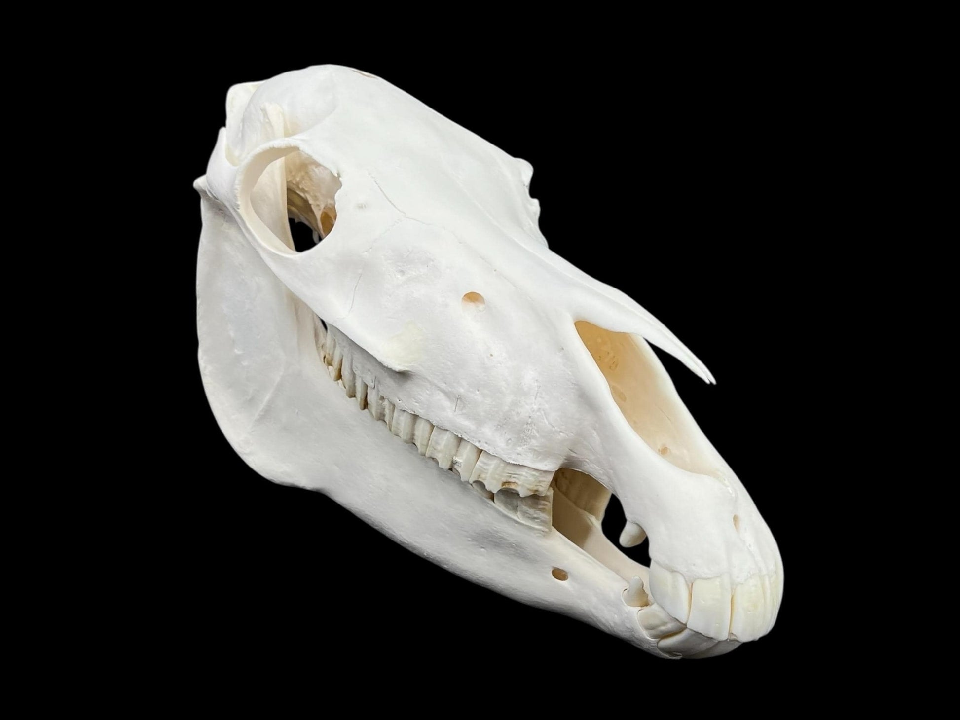 Natural domestic Pony skull (Equus caballus), degreased and whitened bone, anatomy horse skull, complete skull decor - Image 2