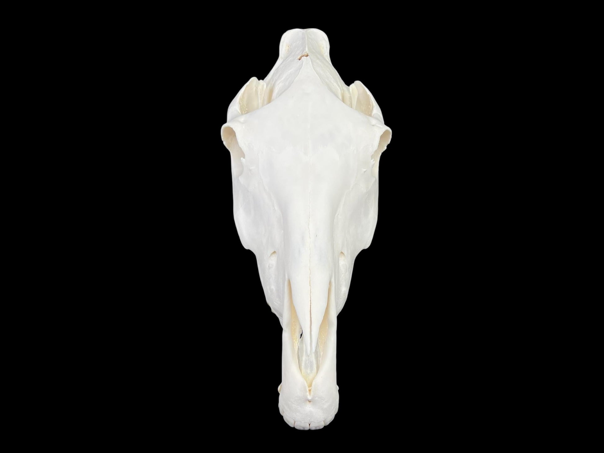 Real Huge Horse Skull with fangs (Equus caballus), degreased and whitened bone, anatomy skull, veterinary, complete huge skull, skull decor - Image 3