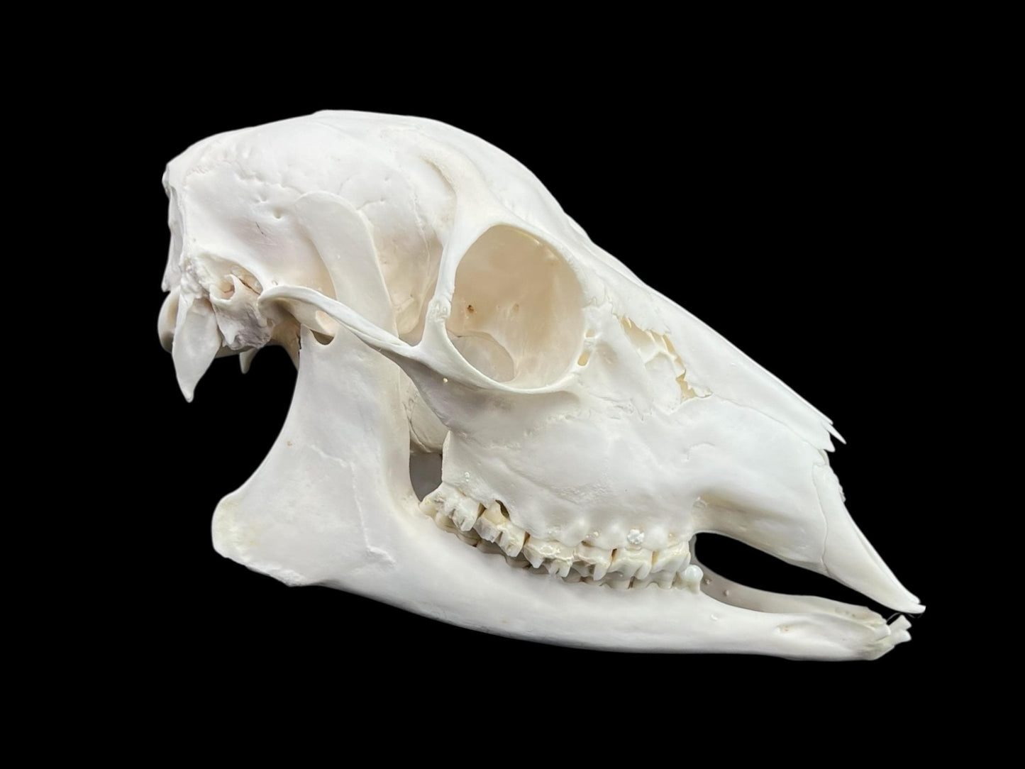 Real Roe deer skull, female roe (Capreolus), clean skull, white animal bones, animal skull - Image 5